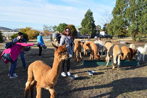 Alpaca Farm Tours With Toffeemont - Mackay Tourism 5