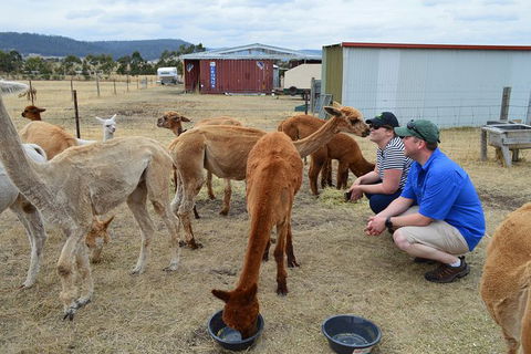 Alpaca Farm Tours With Toffeemont - Mackay Tourism 3