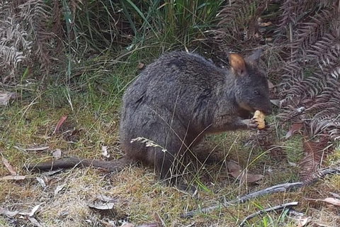 Cruise Ship Excursion: NW Tassie Coastal Explorer - Mackay Tourism 5