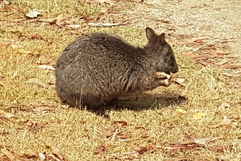Cruise Ship Excursion: NW Tassie Coastal Explorer - Mackay Tourism 4