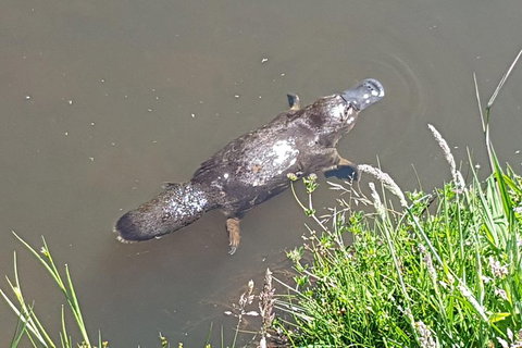 Cruise Ship Excursion: NW Tassie Coastal Explorer - Mackay Tourism 0