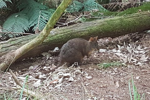 Cruise Ship Excursion: NW Tassie Coastal Explorer - Mackay Tourism 1