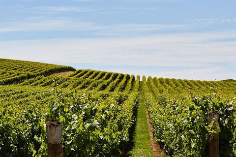 Launceston Wine & Sightseeing Tours - Mackay Tourism 3