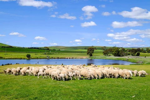 Mount Field Private Charter Service - Mackay Tourism 5