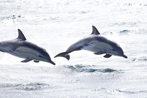 Highlights Of Tasmania Premium Small Group 7 Days Touring Package - Mackay Tourism 1