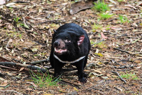 2-Day Tas East Coast Escape Tour Including Bay Of Fires, Wineglass Bay & Devils - Mackay Tourism 3