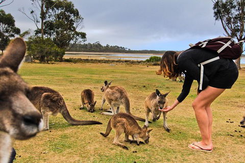 2-Day Tas East Coast Escape Tour Including Bay Of Fires, Wineglass Bay & Devils - Mackay Tourism 7