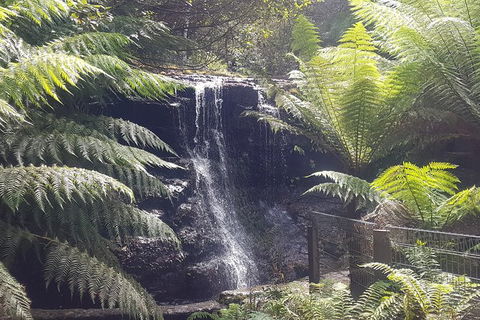 Mt. Wellington Morning Hike + Afternoon Beer & History Walk - Mackay Tourism 16