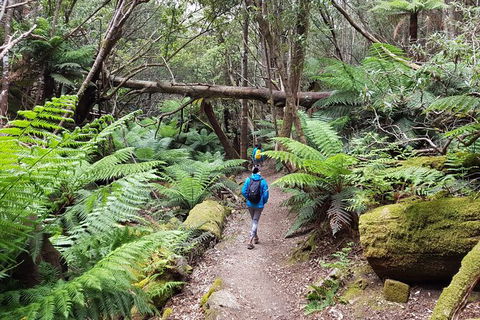 Mt. Wellington Morning Hike + Afternoon Beer & History Walk - Mackay Tourism 7