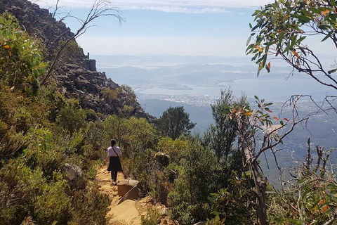 Mt. Wellington Morning Hike + Afternoon Beer & History Walk - Mackay Tourism 1
