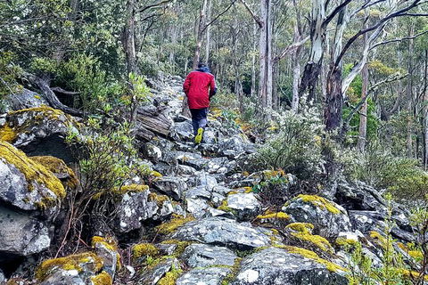 Mt. Wellington Morning Hike + Afternoon Beer & History Walk - Mackay Tourism 8