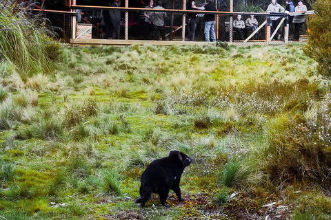 1-Hour Tasmanian Devil Feeding Day Tour At Cradle Mountain - Mackay Tourism 4