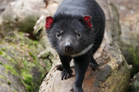 1-Hour Tasmanian Devil Feeding Day Tour At Cradle Mountain - Mackay Tourism 1