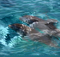 3-Hour Dolphin and Seal Sightseeing Cruise Mornington Peninsula - Mackay Tourism