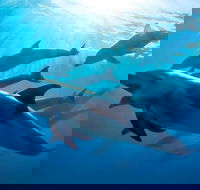 3 hour Dolphin and Seal Swim NOV-APR - Mackay Tourism