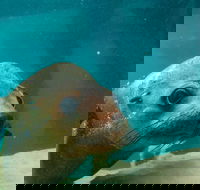 Dolphin and Seal Swim Reef Snorkel Boat Tour Mornington Peninsula - Mackay Tourism