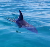 Dolphin and Seal Watching Eco Boat Cruise Mornington Peninsula - Mackay Tourism