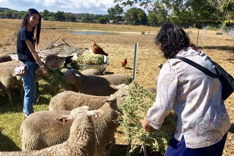 Feed The Animals At Heritage Farm - Mackay Tourism 3