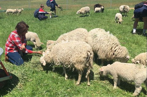 Feed The Animals At Heritage Farm - Mackay Tourism 5
