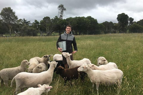 Feed The Animals At Heritage Farm - Mackay Tourism 0