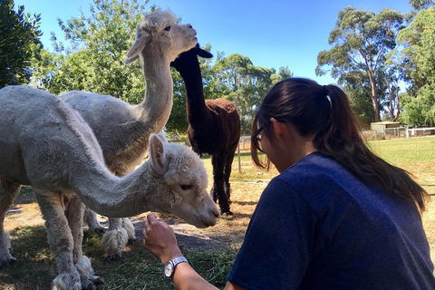 Feed The Animals At Heritage Farm - Mackay Tourism 4
