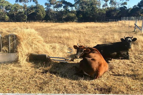 Feed The Animals At Heritage Farm - Mackay Tourism 7