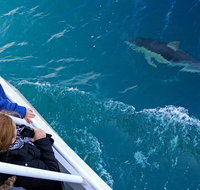 Dolphin  Whale Cruise - Mackay Tourism