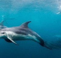 Private 2 Hour Dolphin and Seal Swim Mornington Peninsula - Mackay Tourism