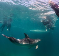 Half-Day Mornington Peninsula Dolphin and Seal Swim from Sorrento - Mackay Tourism