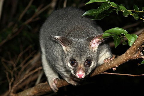 Wilsons Promontory Brainstorming Escape - Mackay Tourism 3