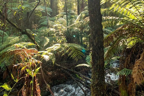 Hiking Tour To Aqueduct And Warburton Valley Lookout - Mackay Tourism 3