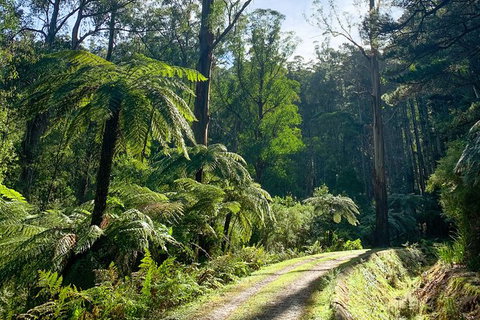 Hiking Tour To Aqueduct And Warburton Valley Lookout - Mackay Tourism 1