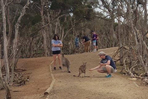 Phillip Island Penguin And Wildlife Tour - Mackay Tourism 34