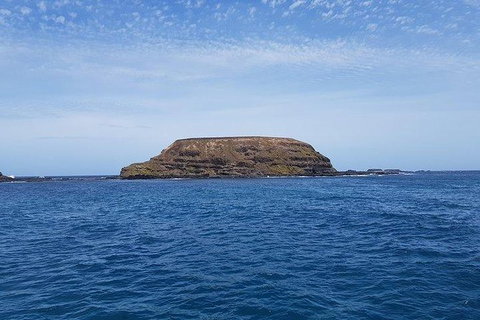 Phillip Island Penguin And Wildlife Tour - Mackay Tourism 17