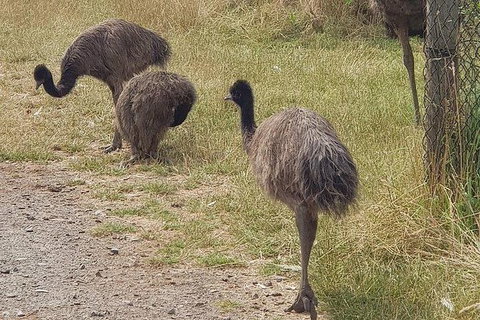 Phillip Island Penguin And Wildlife Tour - Mackay Tourism 32