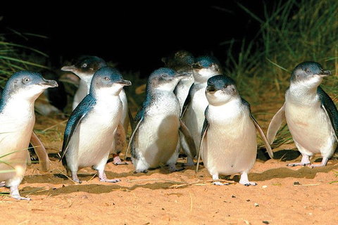 Phillip Island Penguin And Wildlife Tour - Mackay Tourism 0