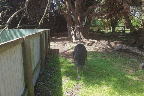 Phillip Island Penguin And Wildlife Tour - Mackay Tourism 5