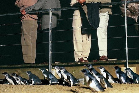 Phillip Island Penguin And Wildlife Tour - Mackay Tourism 20