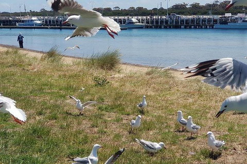 Phillip Island Penguin And Wildlife Tour - Mackay Tourism 1
