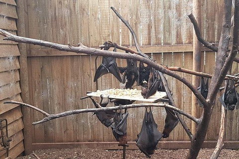 Phillip Island Penguin And Wildlife Tour - Mackay Tourism 31