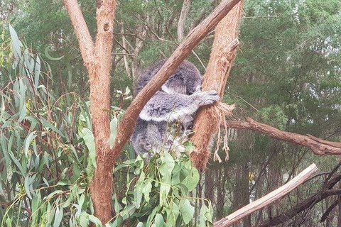Phillip Island Penguin And Wildlife Tour - Mackay Tourism 16