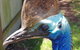 Phillip Island Penguin And Wildlife Tour - thumb 19