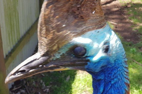 Phillip Island Penguin And Wildlife Tour - Mackay Tourism 19