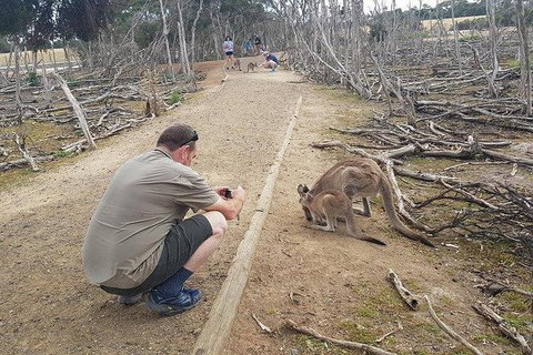 Phillip Island Penguin And Wildlife Tour - Mackay Tourism 30