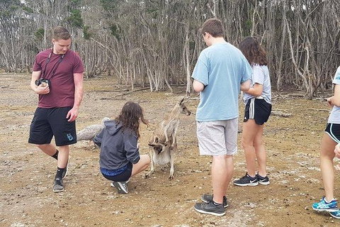 Phillip Island Penguin And Wildlife Tour - Mackay Tourism 3