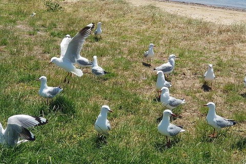 Phillip Island Penguin And Wildlife Tour - Mackay Tourism 9