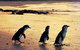 Phillip Island Penguin And Wildlife Tour - thumb 13