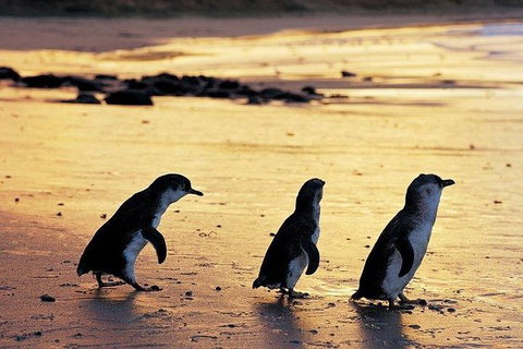 Phillip Island Penguin And Wildlife Tour - Mackay Tourism 13
