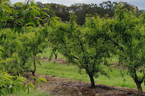 Day Tour Of Yarra Valley Puffing Billy And Rayners Orchard - Mackay Tourism 49
