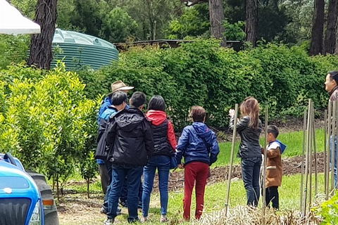 Day Tour Of Yarra Valley Puffing Billy And Rayners Orchard - Mackay Tourism 16